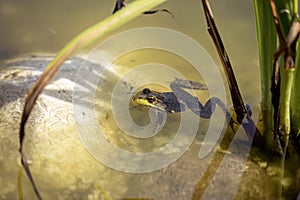 Green frog -Lithobates clamitans (Rana Clamitans