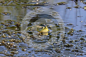 Green frog -Lithobates clamitans (Rana Clamitans