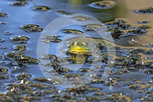 Green frog -Lithobates clamitans (Rana Clamitans