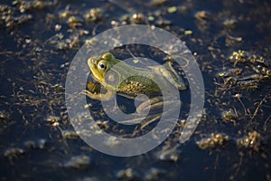 Green frog -Lithobates clamitans (Rana Clamitans