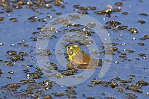 Green frog -Lithobates clamitans (Rana Clamitans