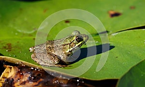 Green frog -Lithobates clamitans (Rana Clamitans