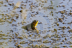 Green frog -Lithobates clamitans (Rana Clamitans