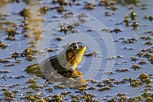 Green frog -Lithobates clamitans (Rana Clamitans