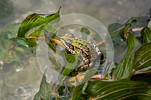 A green frog, Lithobates clamitans, rests on a cameo near a pond