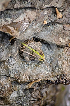 A green frog, Lithobates clamitans, rests on a cameo near a pond
