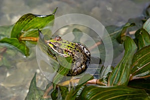 A green frog, Lithobates clamitans, rests in the water near the riverbank in summer