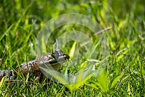 The green frog, lithobates clamitans sits in the grass on a hot day