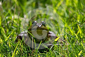 The green frog, lithobates clamitans sits in the grass on a hot day