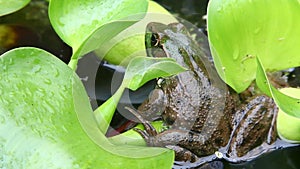 Green Frog, Lithobates clamitans, sitting on a lily pad