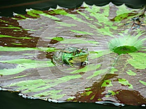 Green Frog on a Lotus Flower Pond