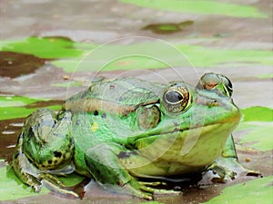 Green Frog on a Lotus Flower Pond