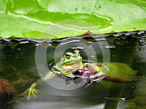 Green Frog In a Lotus Flower Pond