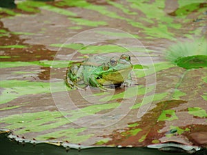 Green Frog in a Lotus Flower Pond