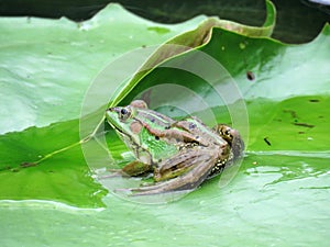 Green Frog in a Lotus Flower Pond