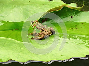 Green Frog in a Lotus Flower Pond