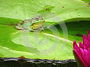 Green Frog in a Lotus Flower Pond