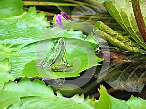 Green Frog in a Lotus Flower Pond