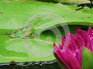 Green Frog in a Lotus Flower Pond