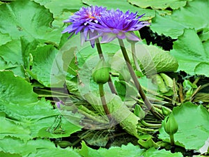 Green Frog in a Lotus Flower Pond