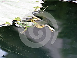 Green Frog in a Lotus Flower Pond