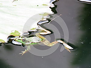 Green Frog in a Lotus Flower Pond