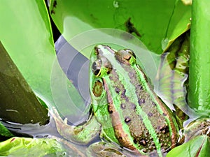 Green Frog in a Lotus Flower Pond