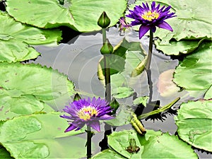 Green Frog in a Lotus Flower Pond