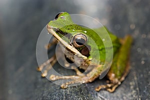 Zelený žaba makro 