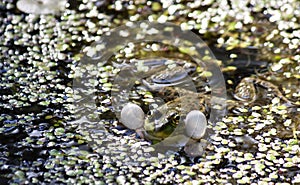 Green frog-male balloons sound resonators to croak