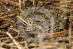 Green frog in the marshlands of Skocjanski zatok