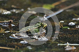 Green frog mating in the wetlands. Spring and reproduction of amphibians