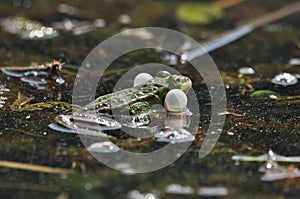 Green frog mating in the wetlands. Spring and reproduction of amphibians