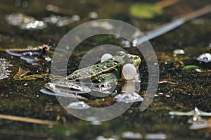 Green frog mating in the wetlands. Spring and reproduction of amphibians