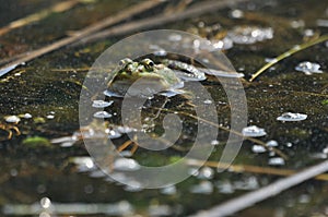 Green frog mating in the wetlands. Spring and reproduction of amphibians.