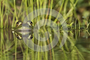 Green Frog Mirrored in the Water