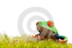 Green frog on moss isolated