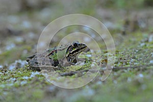 Green frog