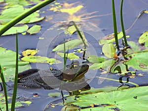 Green Frog near lily pads