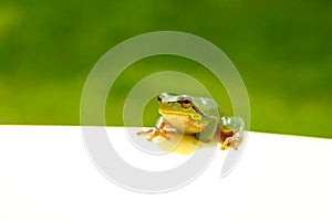 Green Frog Note