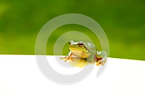 Green Frog Note photo