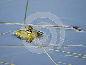 Green frog partially submerged in water, on the background of algae