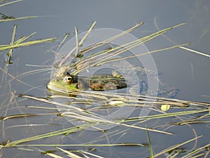 Green frog partially submerged in water, on the background of algae