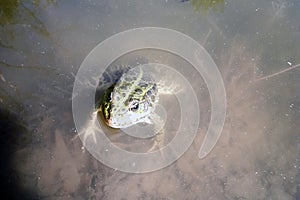 Green frog peeks out of the water