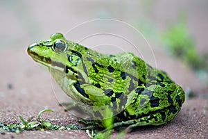Green frog Pelophylax lessonae