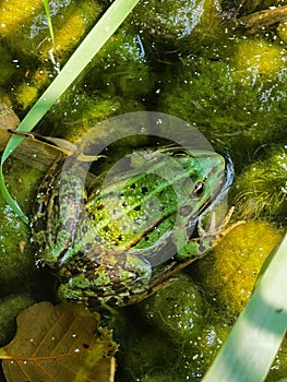 Green frog Pelophylax ridibundus in marsh amongst algaes