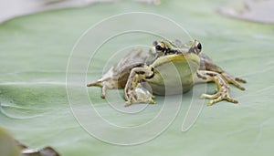 Face of green frog on lotus leaf
