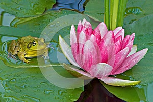 Green Frog and Pink Water Lily