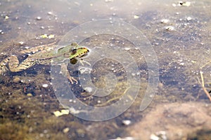 Green Frog poking its head out of the water.