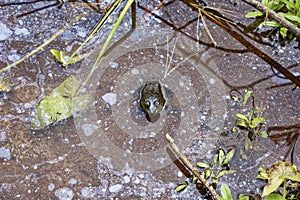 Green frog in polluted water